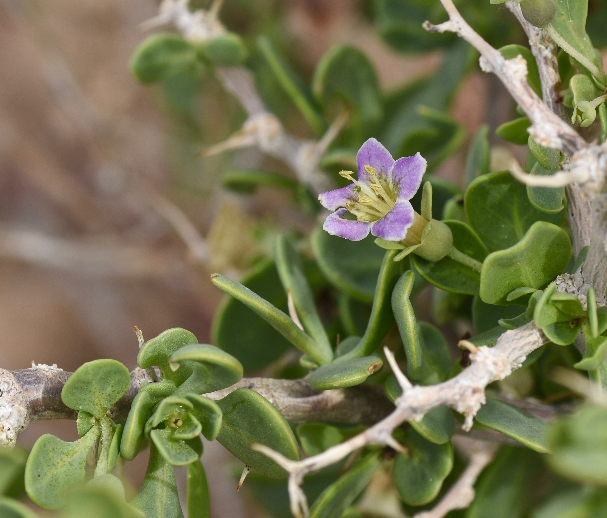 Lycium pallidum var. oligospermum