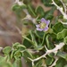 Rabbit Thorn - Photo (c) lonnyholmes, some rights reserved (CC BY-NC), uploaded by lonnyholmes