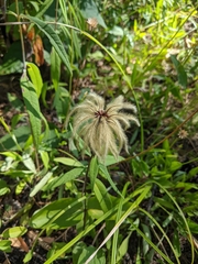 Clematis ochroleuca