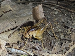 Ceuthophilus maculatus