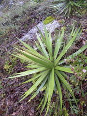 Agave filifera