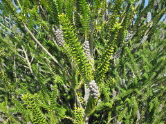 Melaleuca diosmifolia