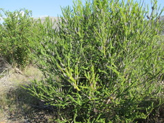 Melaleuca diosmifolia
