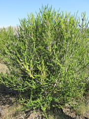 Melaleuca diosmifolia