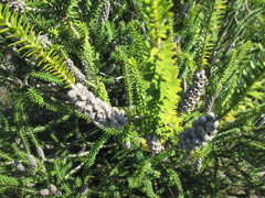 Melaleuca diosmifolia