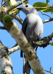 Coracina caesia caesia