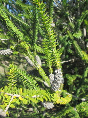 Melaleuca diosmifolia