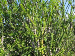 Melaleuca diosmifolia