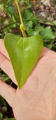 Aristolochia triangularis