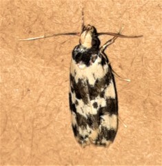 Barea euprepes