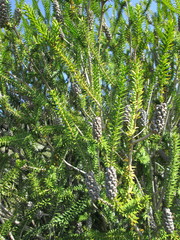Melaleuca diosmifolia