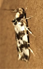 Barea euprepes