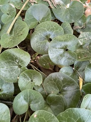 Asarum europaeum