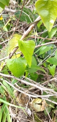 Aristolochia triangularis
