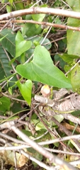 Aristolochia triangularis