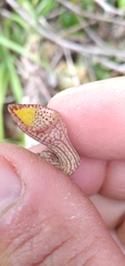 Aristolochia triangularis