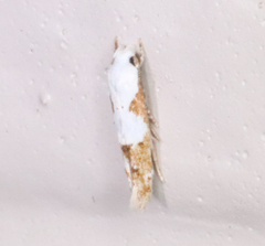 Mompha circumscriptella