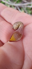 Aristolochia triangularis