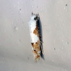 Mompha circumscriptella