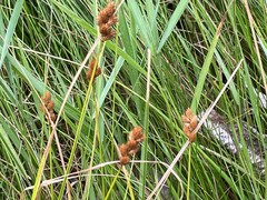 Carex arcta