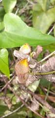 Aristolochia triangularis