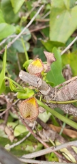 Aristolochia triangularis