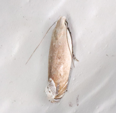 Anacampsis paltodoriella