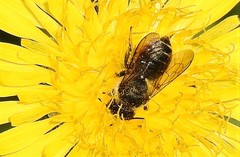 Megachile inermis