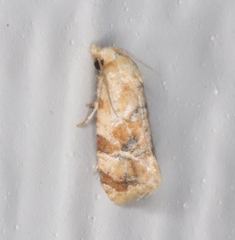 Cochylis bucera