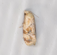 Cochylis bucera
