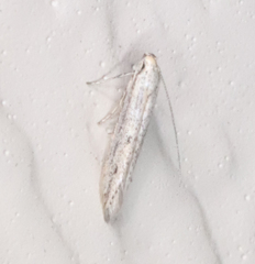 Haplochrois bipunctella