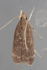 Helcystogramma melantherella