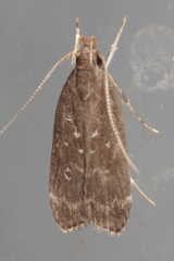 Helcystogramma melantherella