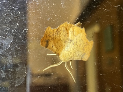 Maple Spanworm Moth photo 6