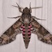 Pink-spotted Hawkmoth - Photo (c) Jack Cochran, some rights reserved (CC BY-NC), uploaded by Jack Cochran