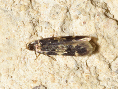 Apatema mediopallidum