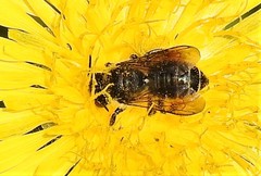 Megachile inermis
