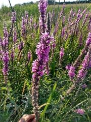 Lythrum salicaria