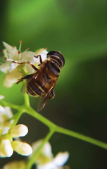 Palpada vinetorum