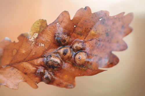 Oak Curved-leaf Gall Wasp