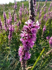 Lythrum salicaria