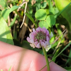 Trifolium fragiferum