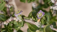 Lycium pallidum oligospermum