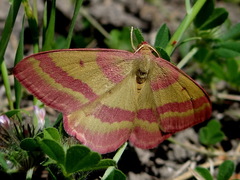 Rhodostrophia discopunctata
