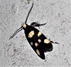 Limnaecia tetraplanetis