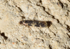 Apatema mediopallidum