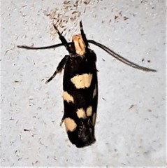 Limnaecia tetraplanetis