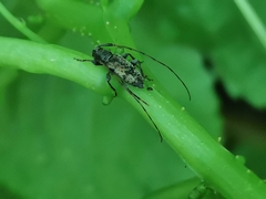 Leiopus femoratus