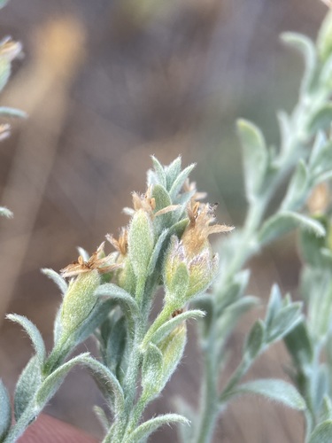 Cressa truxillensis