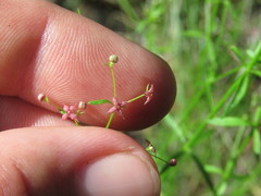 Galium wrightii